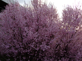 0320 005.jpg