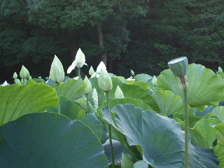 0718 009.jpg