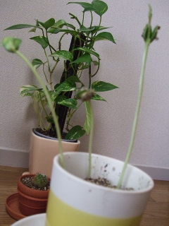090530 006.jpg