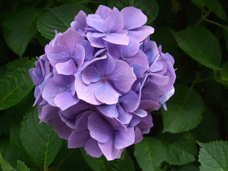 090627 061.jpg