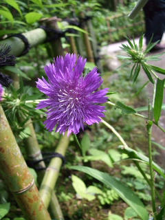 090627 062.jpg