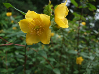 090627 064.jpg