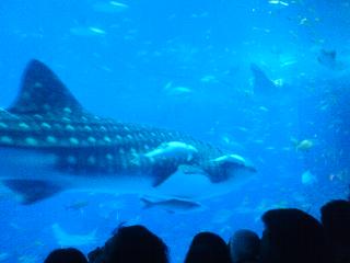 20081206151457.jpg