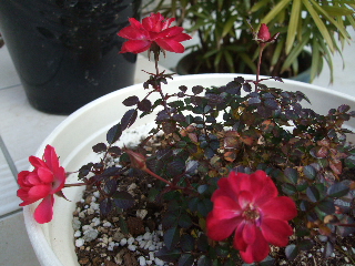 BLOG3547.JPG
